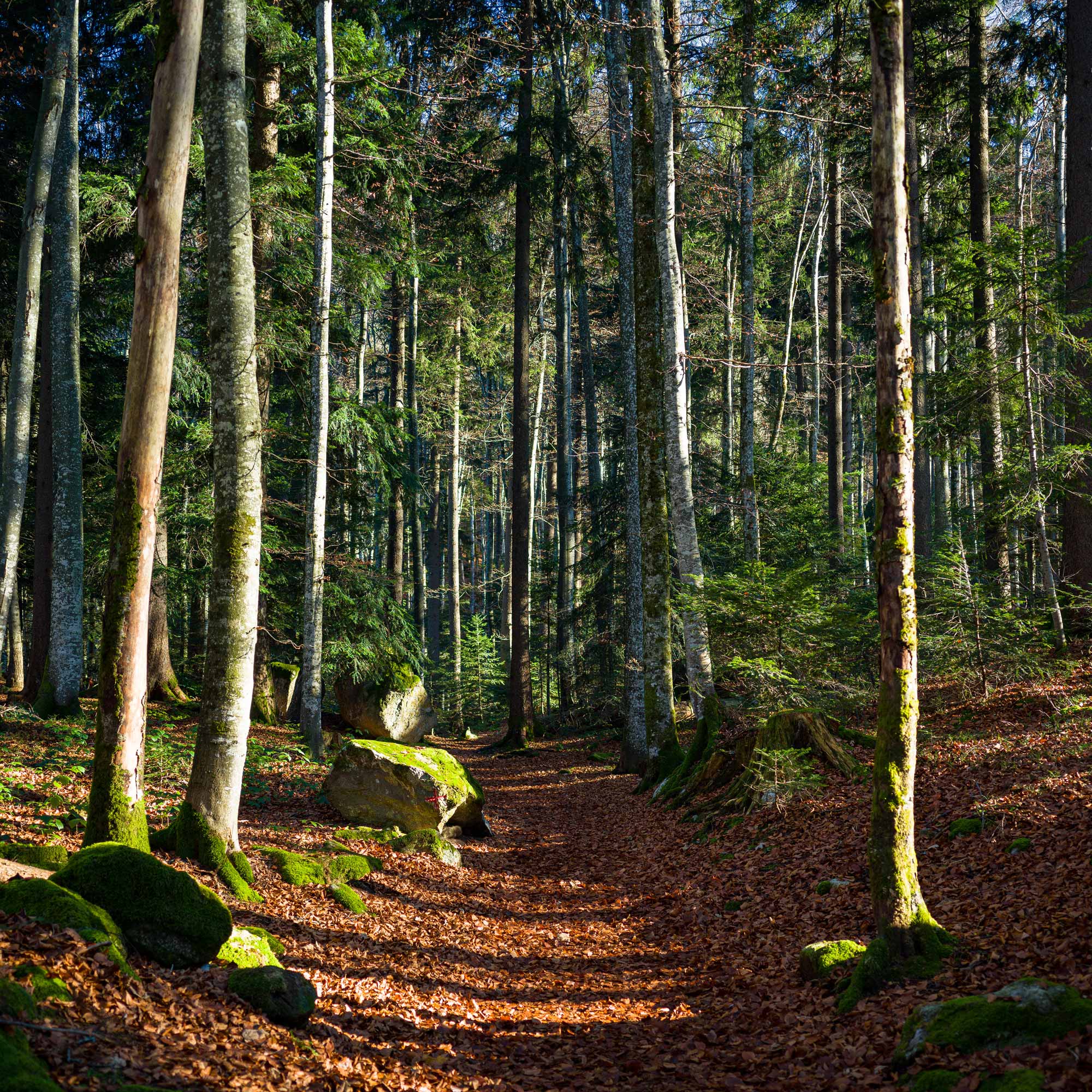 Topakustik Lungern Sustanability Wood